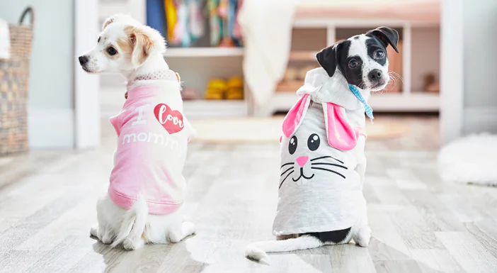 pet shanghai 2024112809203442