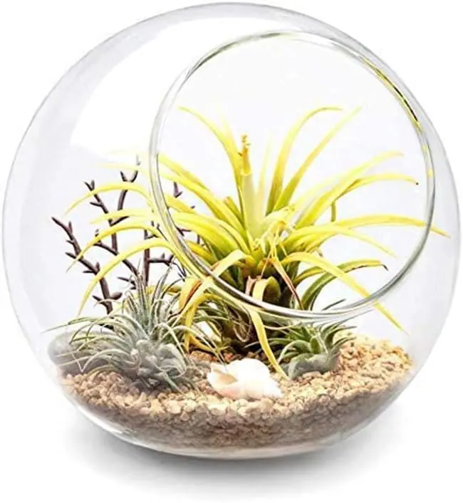 Plant Terrarium Display Glass1 2026022806340629
